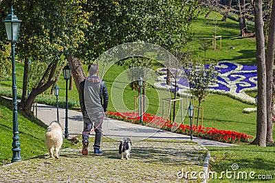 Walk with pets Stock Photo