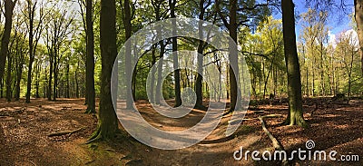 Walk trail panorama at the hoge veluwe Stock Photo