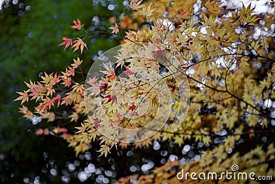 Walk under the foliage of maples Momiji Gari Japan Stock Photo