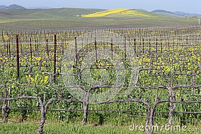 A Walk in the Vineyards. Stock Photo