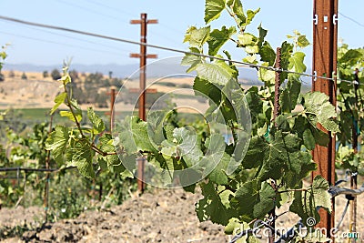 A Walk in the Vineyards. Stock Photo