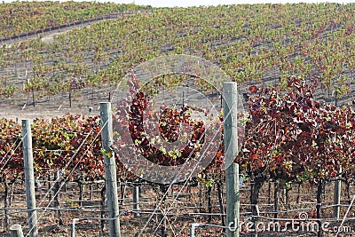 A Walk in the Vineyards. Stock Photo