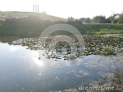 Walk, water lilies Stock Photo