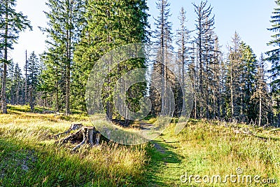 A walk in the woods in the late afternoon of early autumn. in Sumava National Park, Czechia Stock Photo