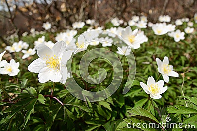 A walk through the woods in the spring Stock Photo