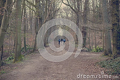 walk in the woods Editorial Stock Photo