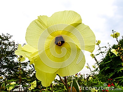 on a walk of yellow flowers Stock Photo