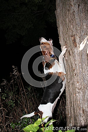 Walker coon hound baying at tree Stock Photo