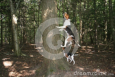 Walker coon hound baying at tree Stock Photo