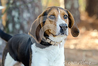 Walker Coonhound Dog Stock Photo