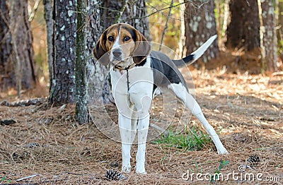 Walker Coonhound Dog Stock Photo