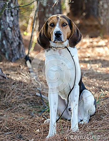 Walker Coonhound Dog Stock Photo