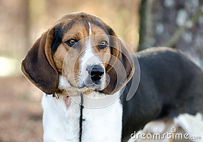 Walker Coonhound Dog Stock Photo