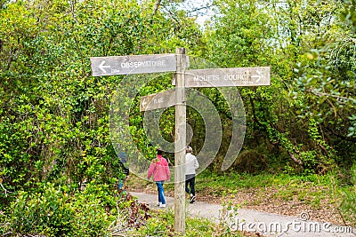 mature women walking in the forest of Moliets in the Landes Editorial Stock Photo