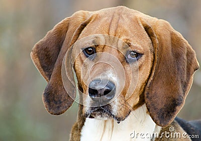 Walker Hound mixed breed dog Stock Photo