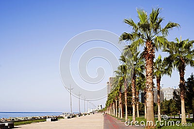 Walking alley along the Black Sea embankment with rows of palm trees Editorial Stock Photo