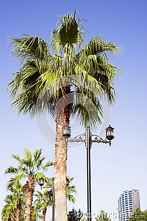 Walking alley, embankment along the sea with rows of palm trees Editorial Stock Photo