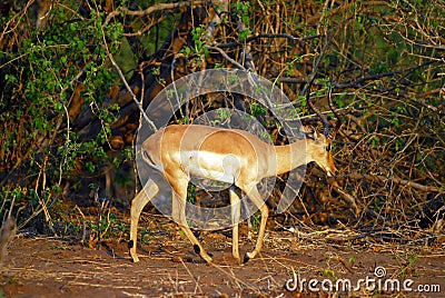 Walking antelope Stock Photo