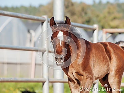 Walking arabian little foal in paddock. Israel Stock Photo