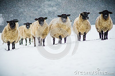 A herd of sheep in the snow Stock Photo