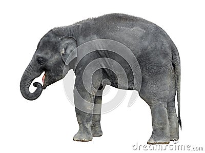 Walking baby elephant isolated on white background. Standing elephant full length close up. Female Asian grey elephant. Stock Photo