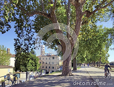 Walking and bicycle path in park on medieval city wall in Lucca Editorial Stock Photo