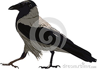 Walking Black Crow Vector Illustration