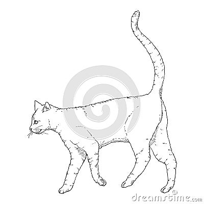 Walking Cat. Vector Sketch Feline Illustration Vector Illustration