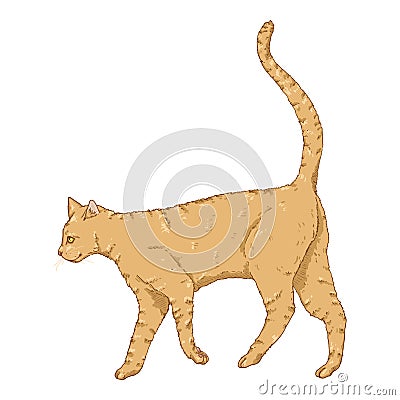 Walking Cat. Vector Cartoon Feline Illustration Vector Illustration