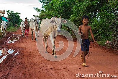 Walking cows through the Siem Reap countryside Editorial Stock Photo