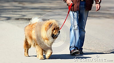 Walking the dog Stock Photo