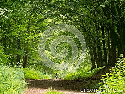 Walking the dog through the beechwood forest Stock Photo