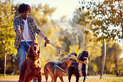 Walking dogs - man dog walker enjoying with dogs Stock Photo