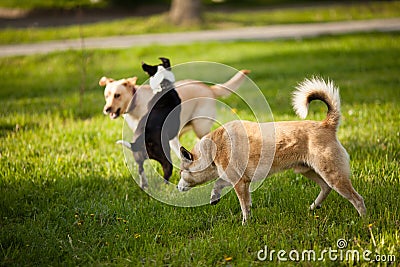 Walking the dogs in the park Stock Photo