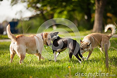 Walking the dogs in the park Stock Photo