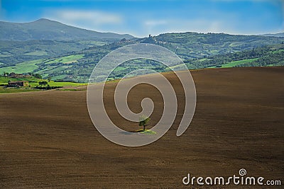 Lonely tree Stock Photo