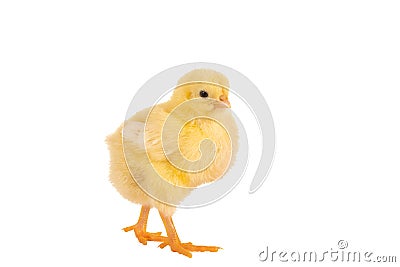 Walking easter chick Stock Photo