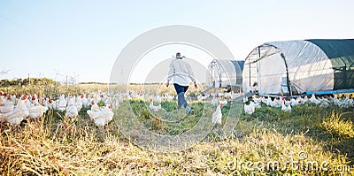 Walking, farm or farmer farming chicken on field harvesting poultry livestock in small business. Dairy production, back Stock Photo