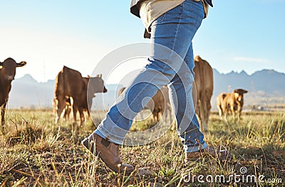 Walking farmer, cows and countryside with farming shoes in a field with animals. Sustainability worker, outdoor and Stock Photo