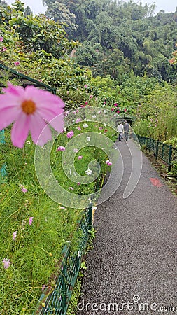 Walking in flowery garden Editorial Stock Photo