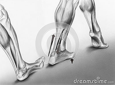 Walking Foot Strikes Stock Photo