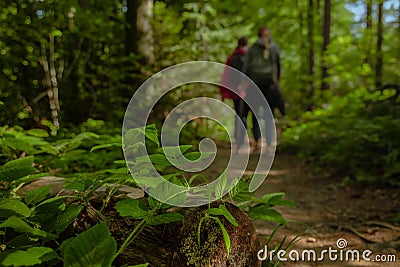 Walking in forest by couple person silhouette outline on background and focus green foliage foreground Stock Photo