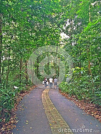 Walking in a forest reserve Editorial Stock Photo