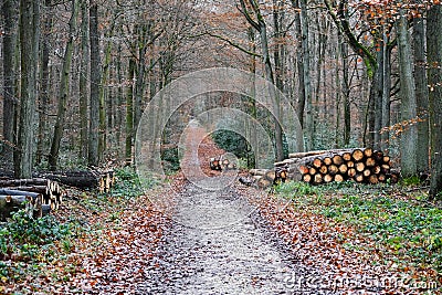 Hiking trail in the Rheinbach forest in winter Stock Photo