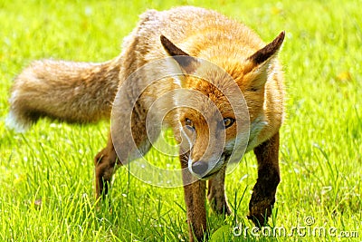 Walking Fox Stock Photo