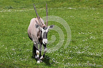 A Walking Gemsbok Antelope Stock Photo