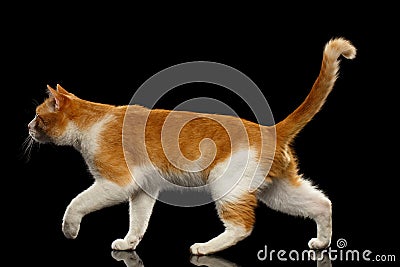 Walking Ginger Cat in Profile view on Black Mirror Stock Photo