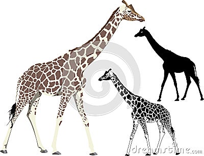 Walking giraffe Vector Illustration