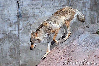 A walking grey wolf profile portrait Stock Photo