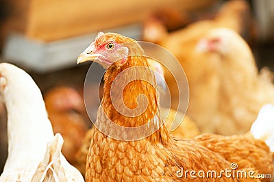 Walking hens Stock Photo